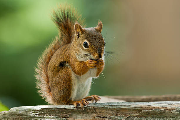 Squirrel Removal and Exclusion - Acworth, Canton, Dawsonville, Hiawassee,  Jasper, Roswell, Young Harris